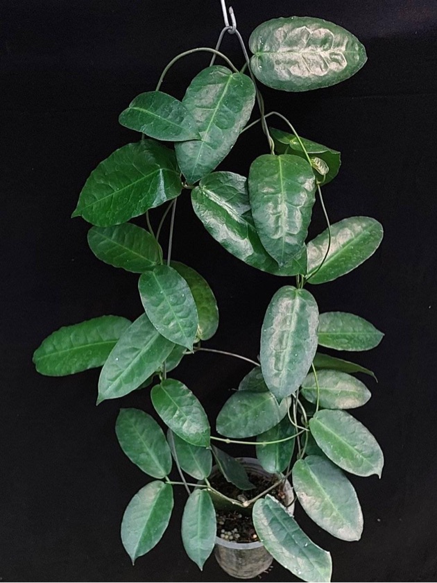 Hoya sp. pb04001