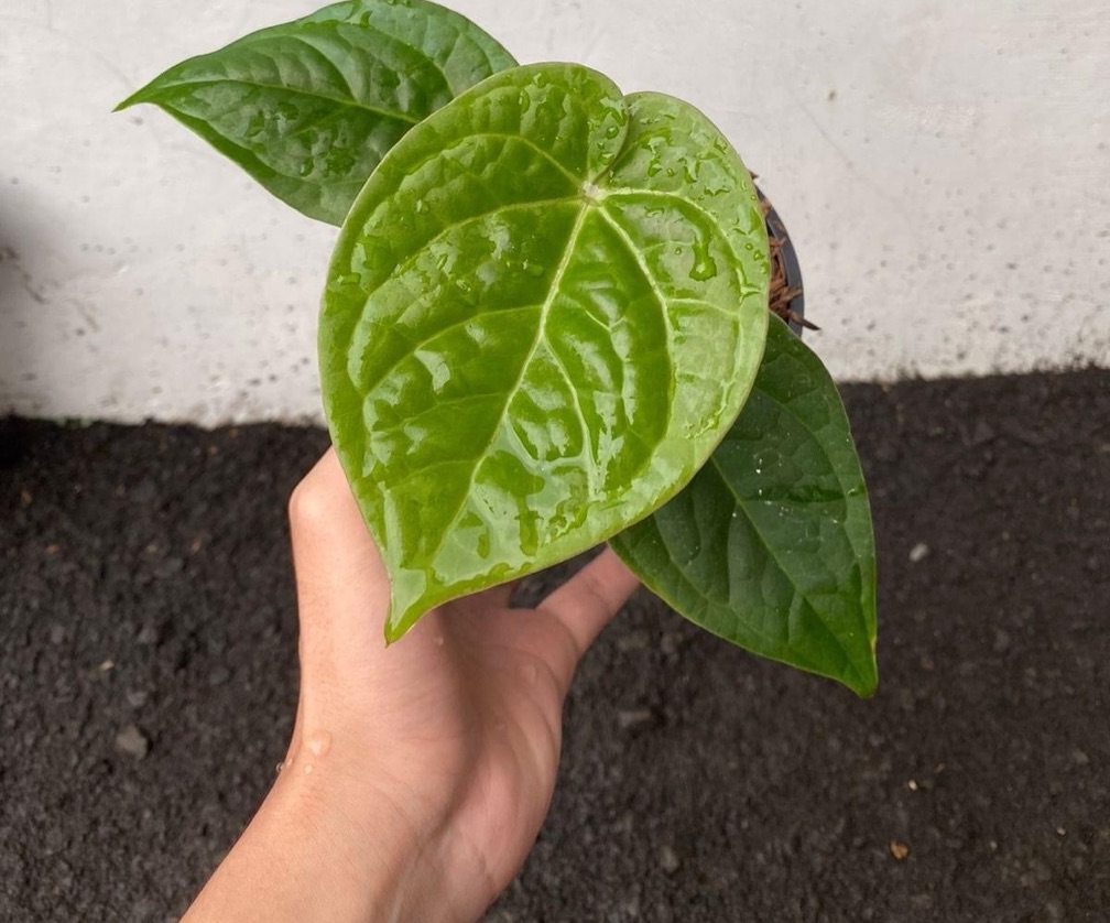 Anthurium Dorayaki x Luxurian