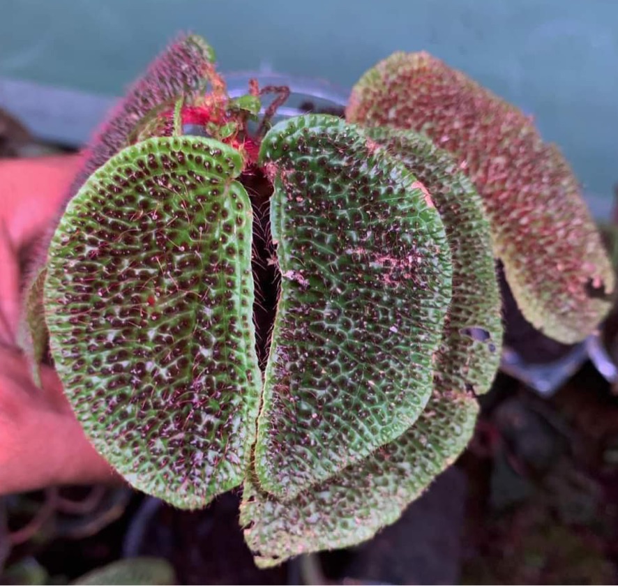 Sonerila Melanobullata