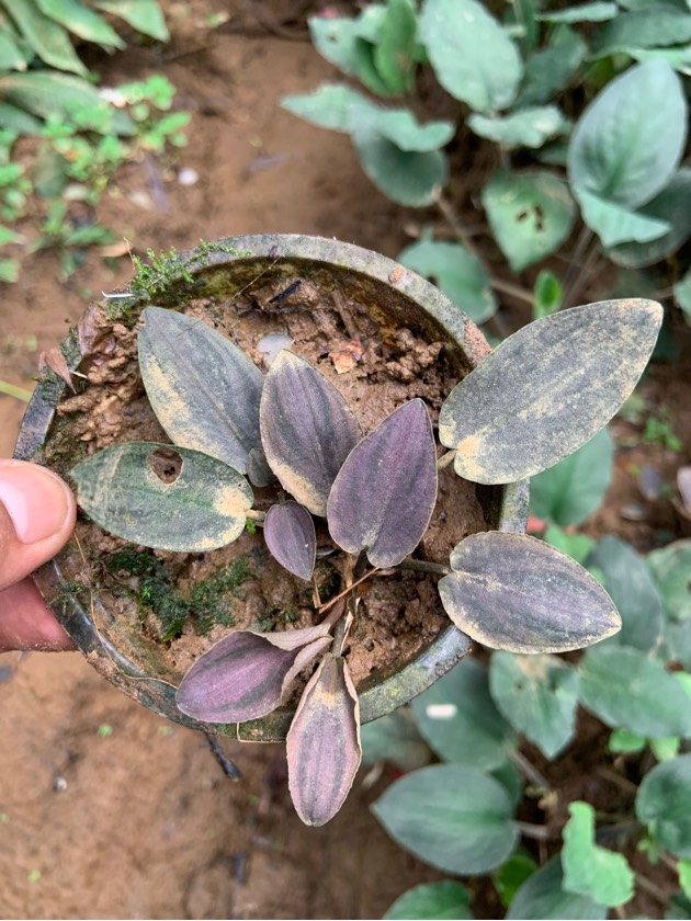 Legenandra Bleeding Heart