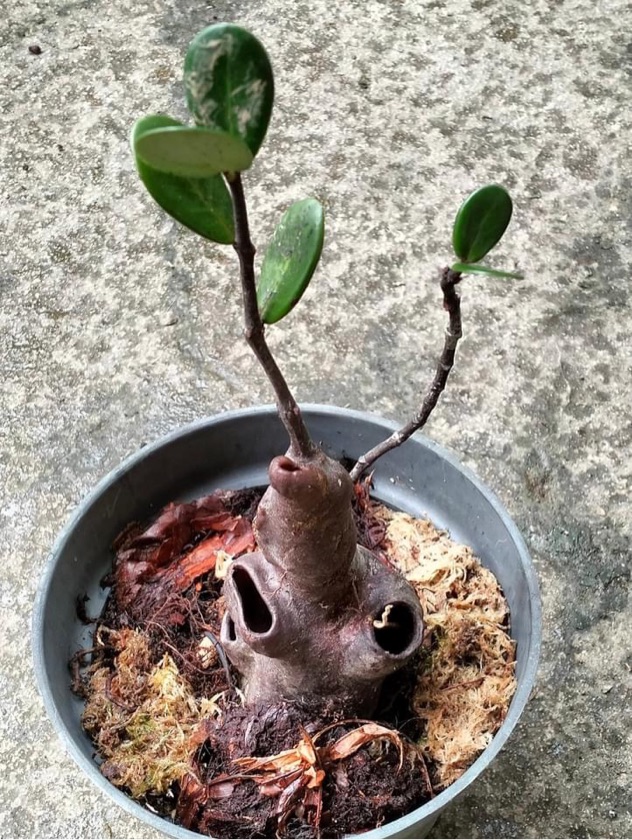 Hydnophytum Caminiferum