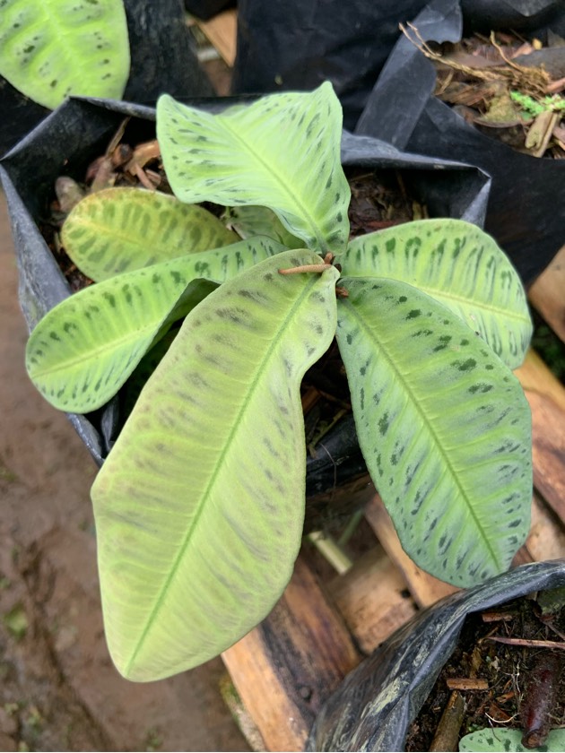 Emblemantha Urnulata Special White