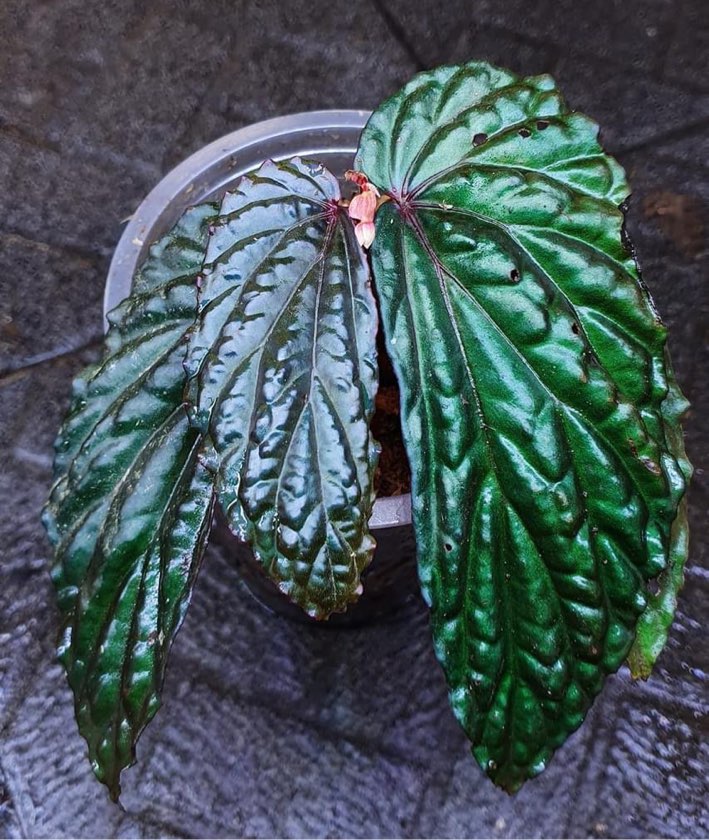 Begonia Black Leaf