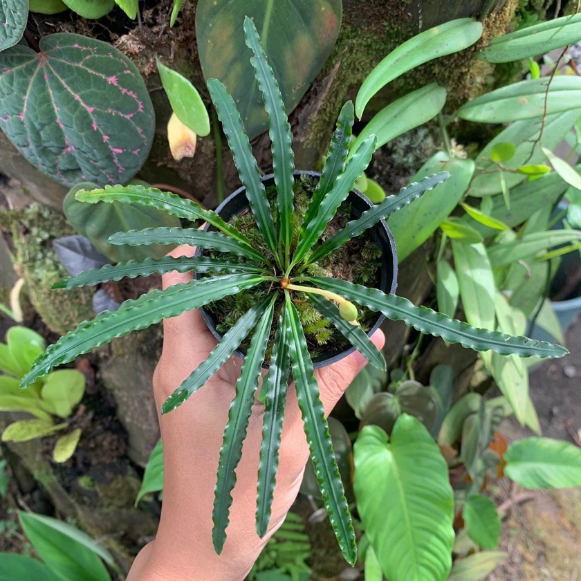 Fenestratum Mulyadii