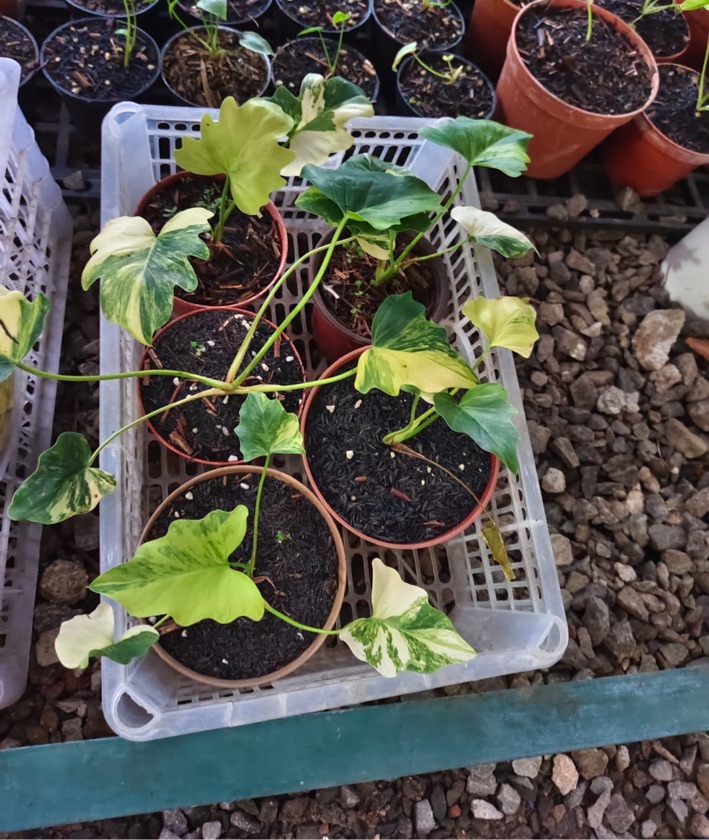 Thaumathophyllum BS x SA