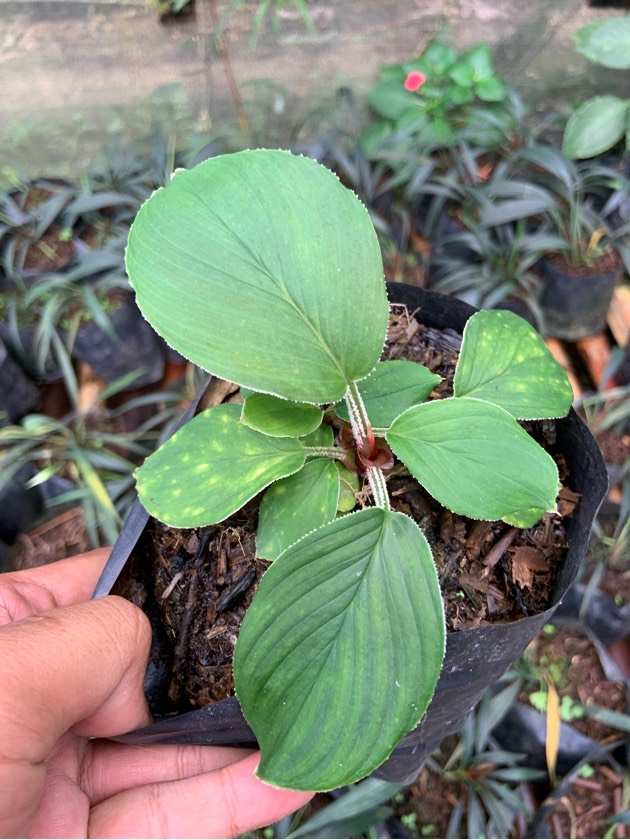 Homalomena Green Wavefrom