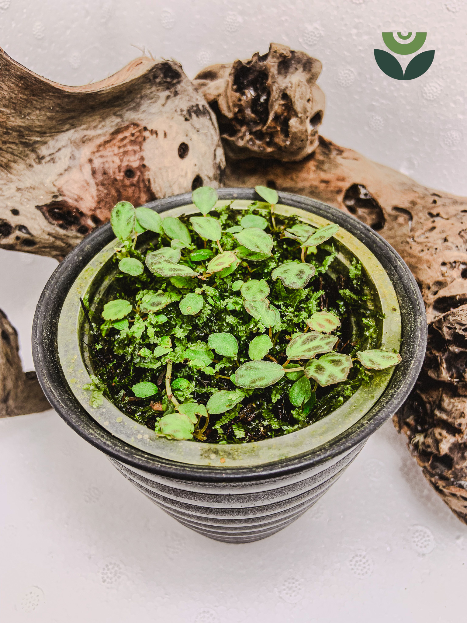 Begonia sp. Mini Sumatra