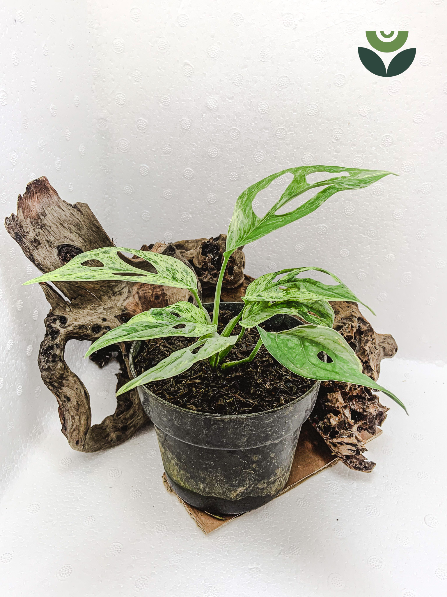 Monstera Adansonii ‘Mint’