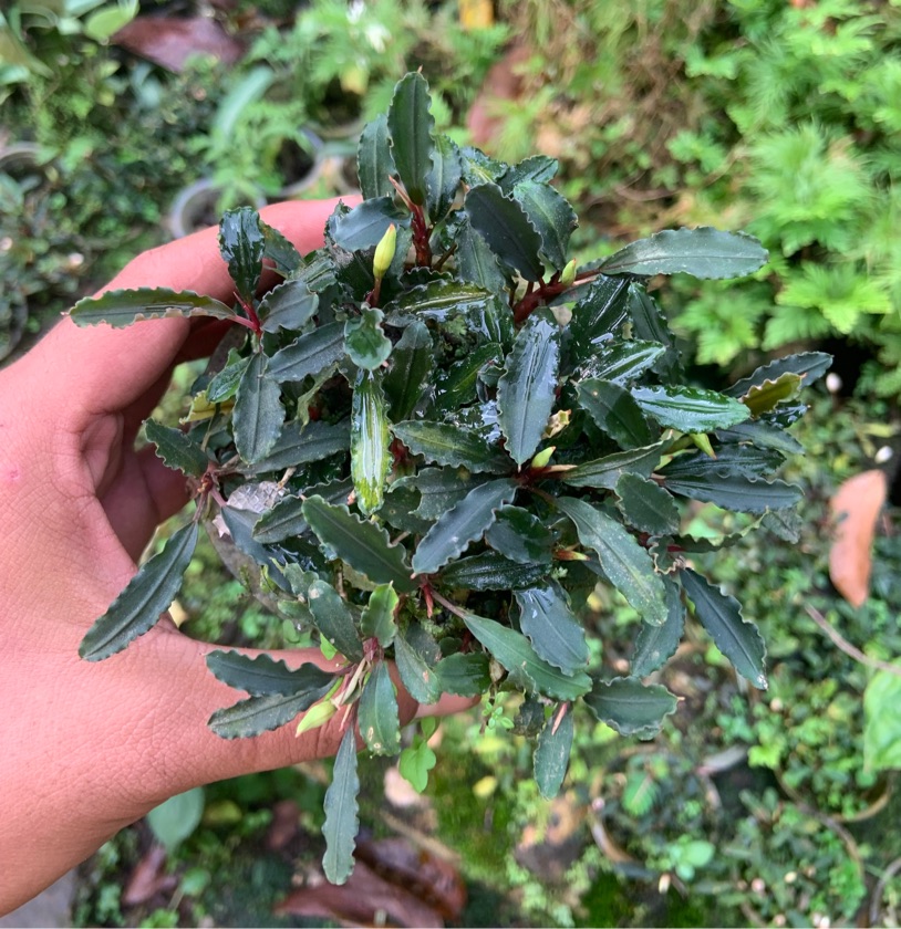 Bucephalandra sp. Hulu Sungai