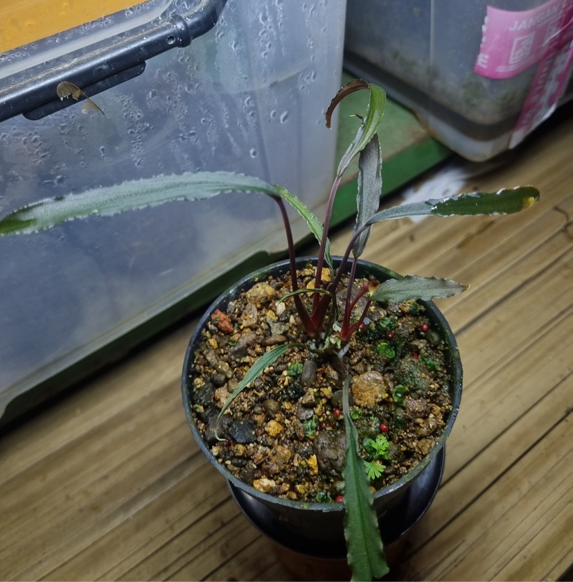 Homalomena Vitifolia