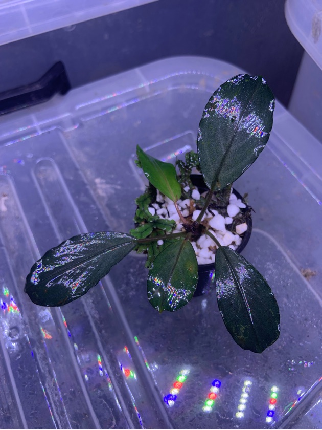 Bucephalandra Pearl Grey