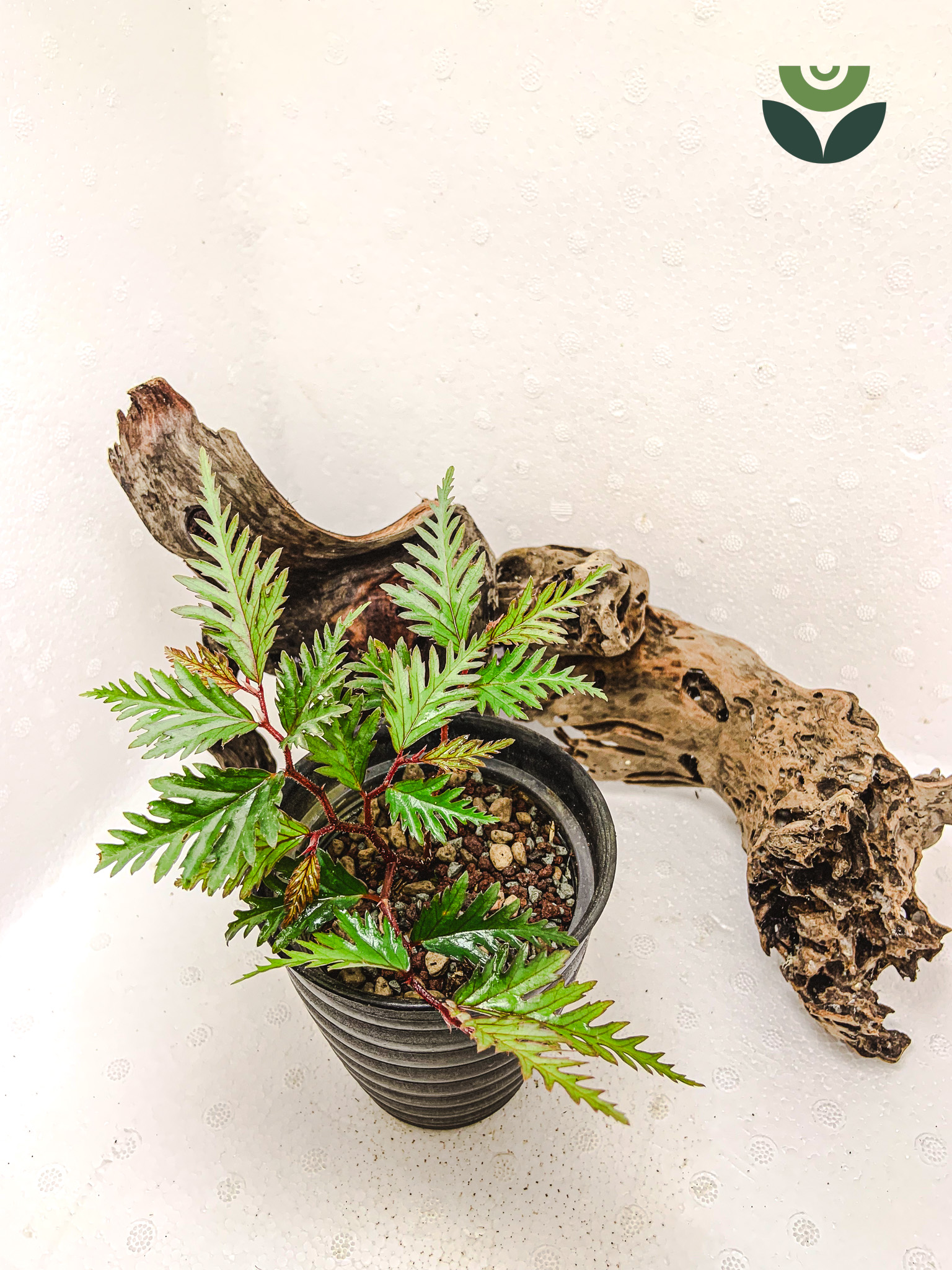 Begonia Finger Timika