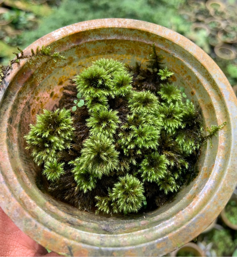 Mniodendron Divaricatum