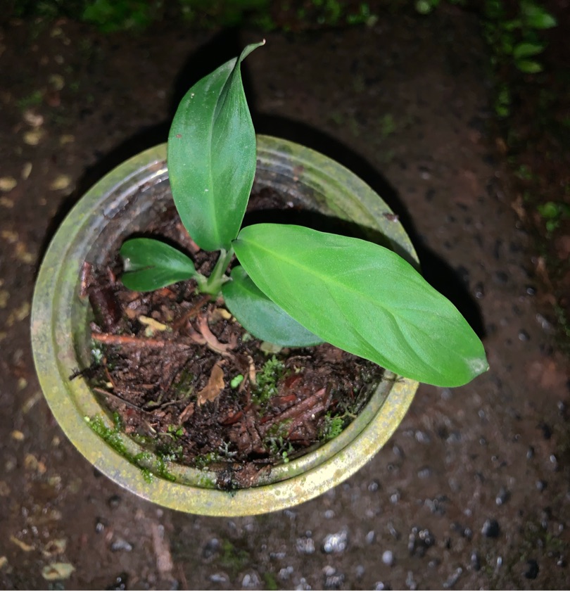Homalomena sp. Borneo