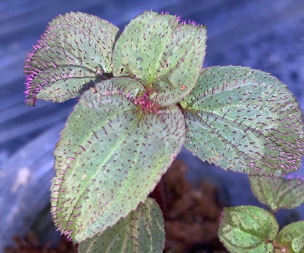 Sonerila Blue Thorns