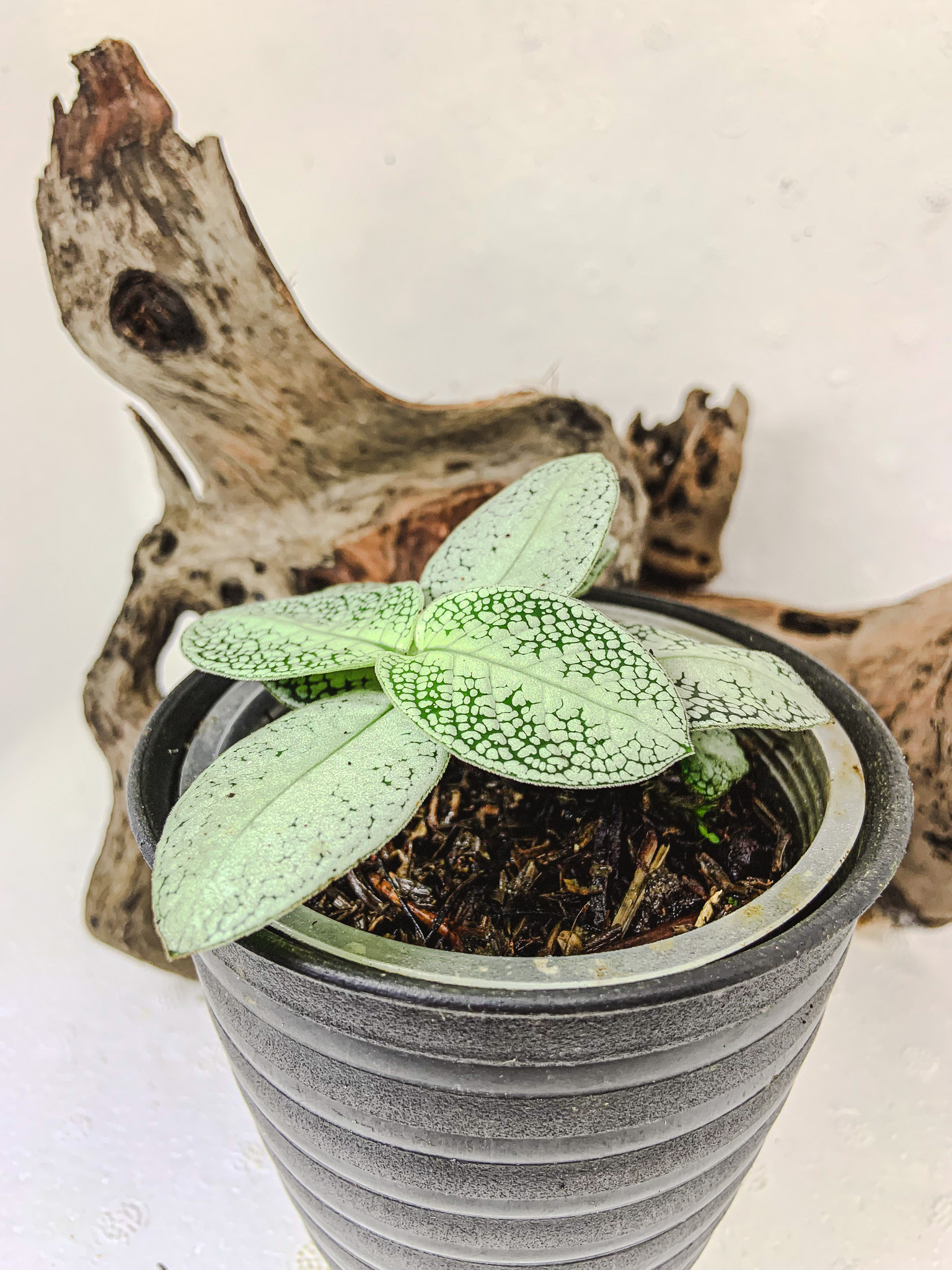 Argostemma sp. Sea Urchin