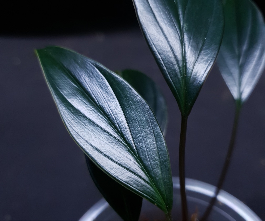 Homalomena Pyrospatha