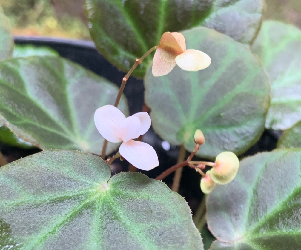 Begonia Olivaceae