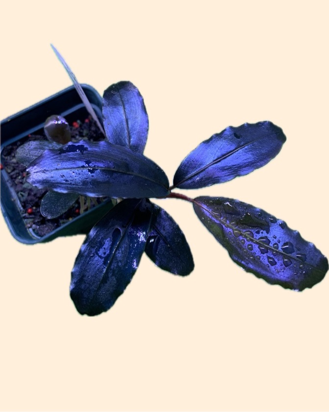 Bucephalandra sp. Centaur