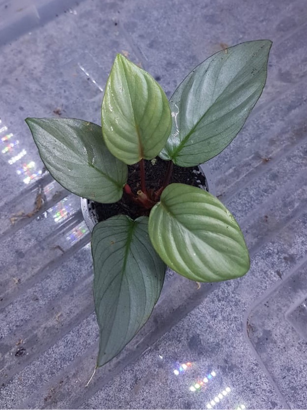 Homalomena Silver Hard Case