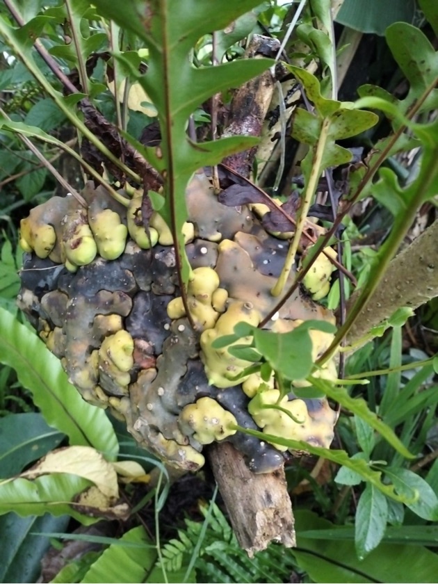 Lecanopteris Celebica