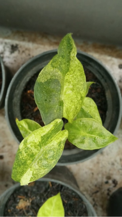 Alocasia Amazonica Varigated