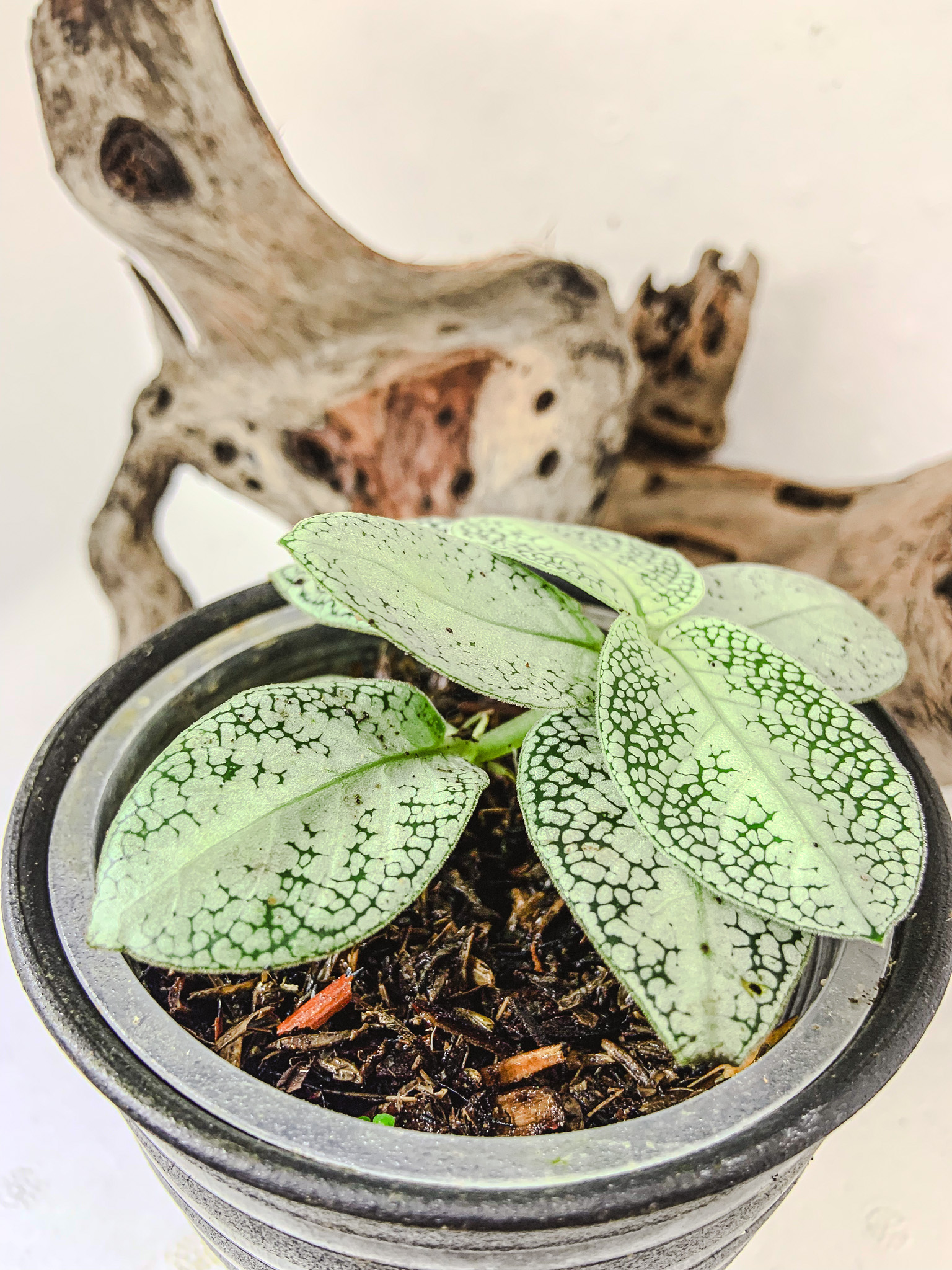 Argostemma sp. Sea Urchin
