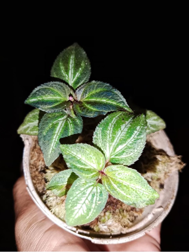 Sonerila sp. Blue Fire