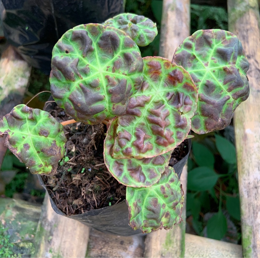 Begonia sp. Jambi