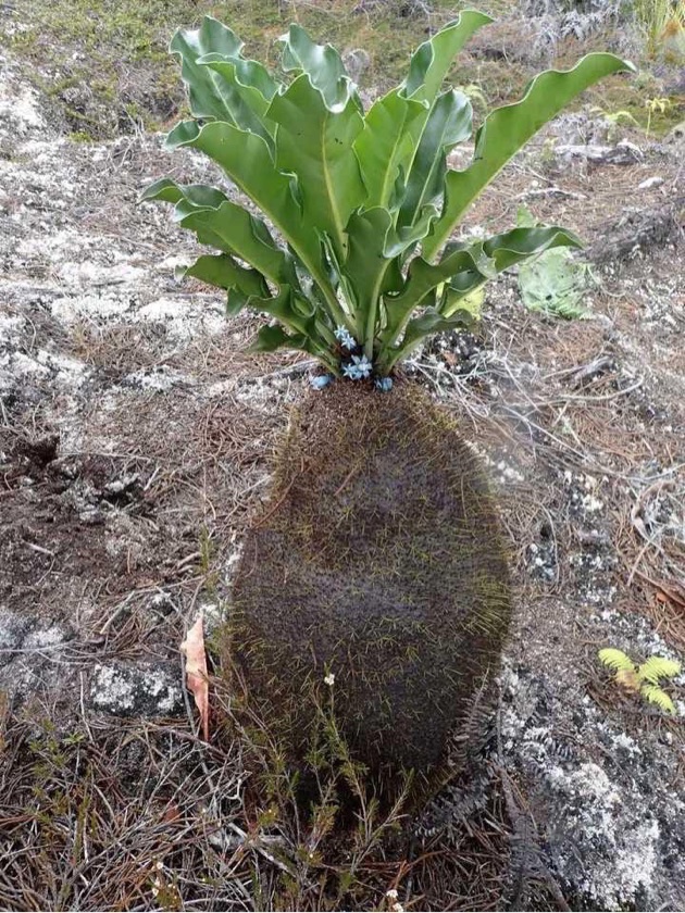 Myrmecodia Arfakensis