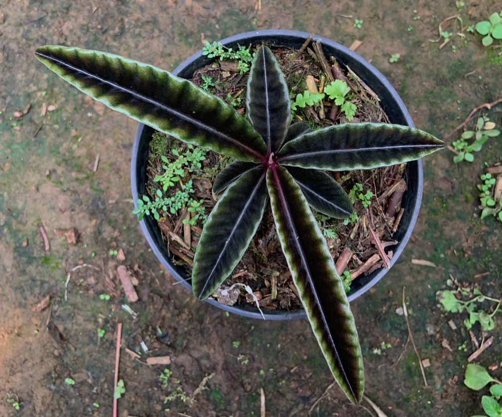 ⁠Labisia Butterfly