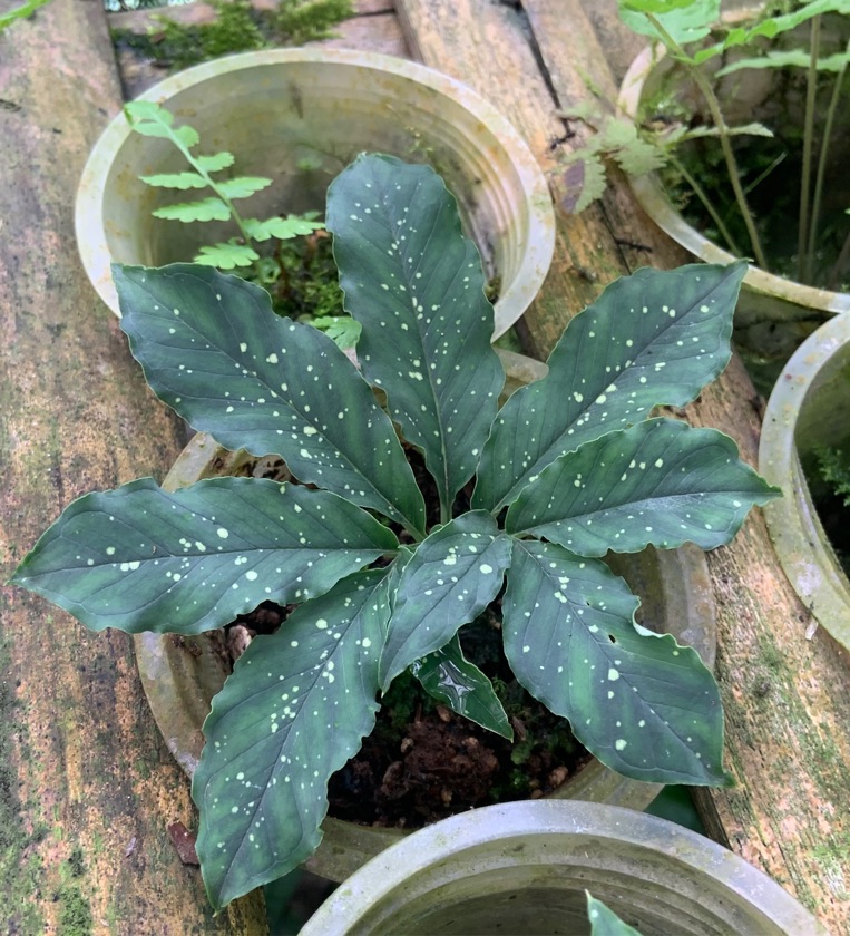 Amorphophallus Lacourii 