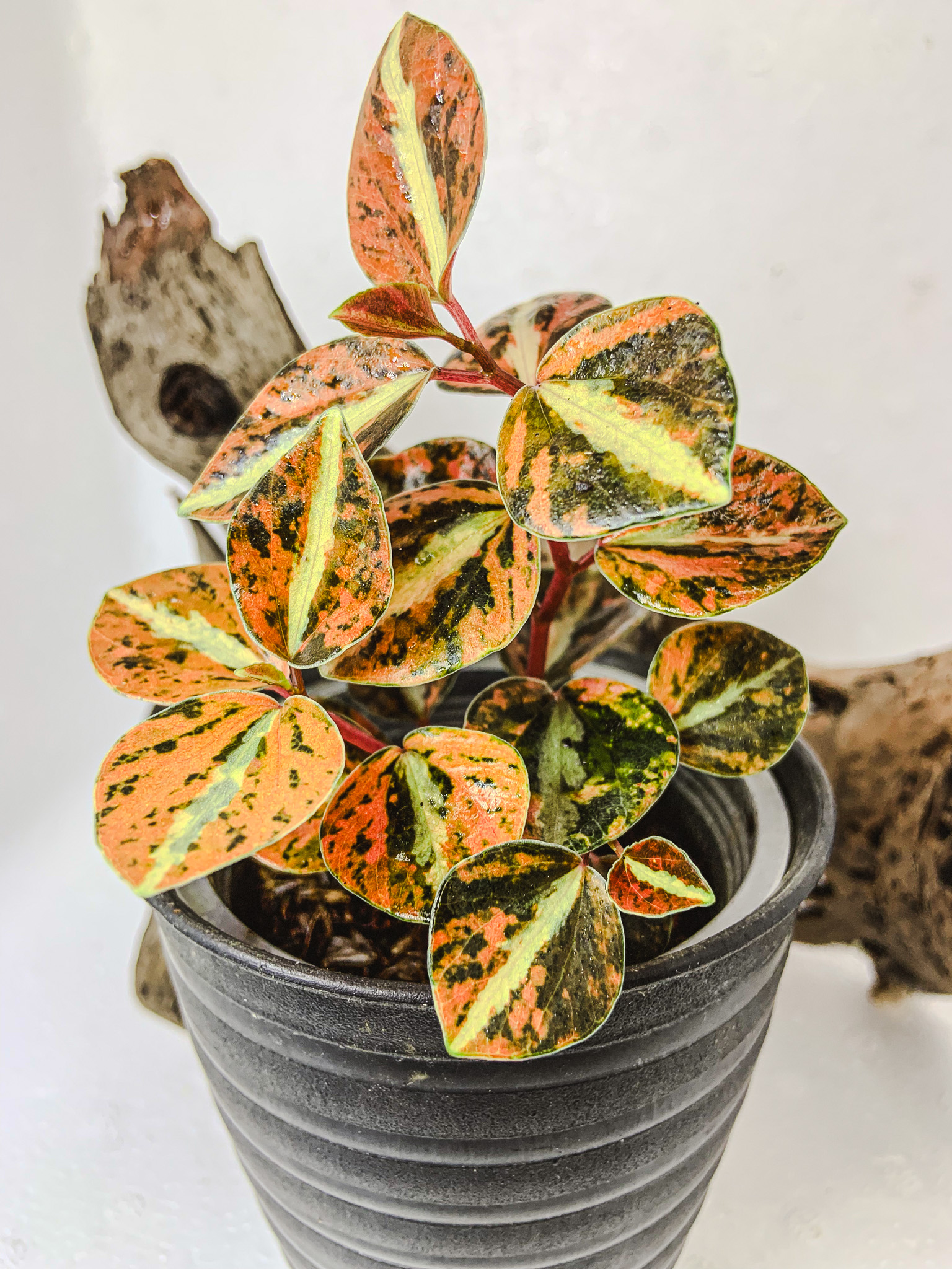 Peperomia Colombiana Variegated