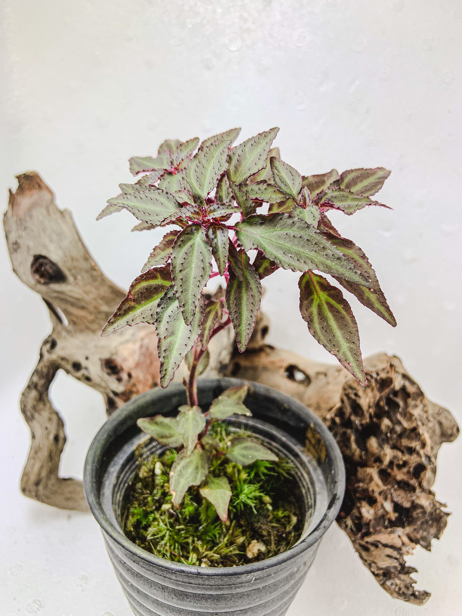 ⁠Sonerila sp. Fuzzy