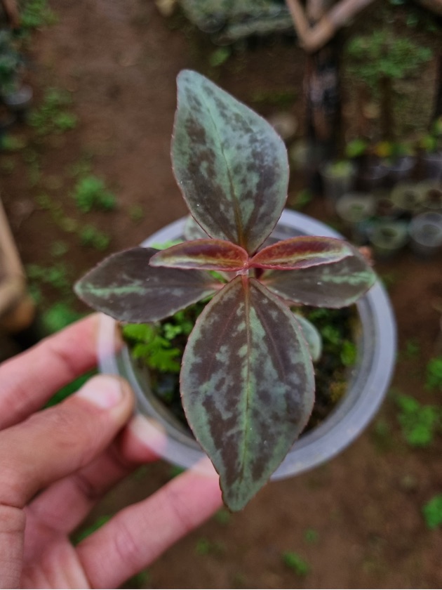 Sonerila sp. Vietnam