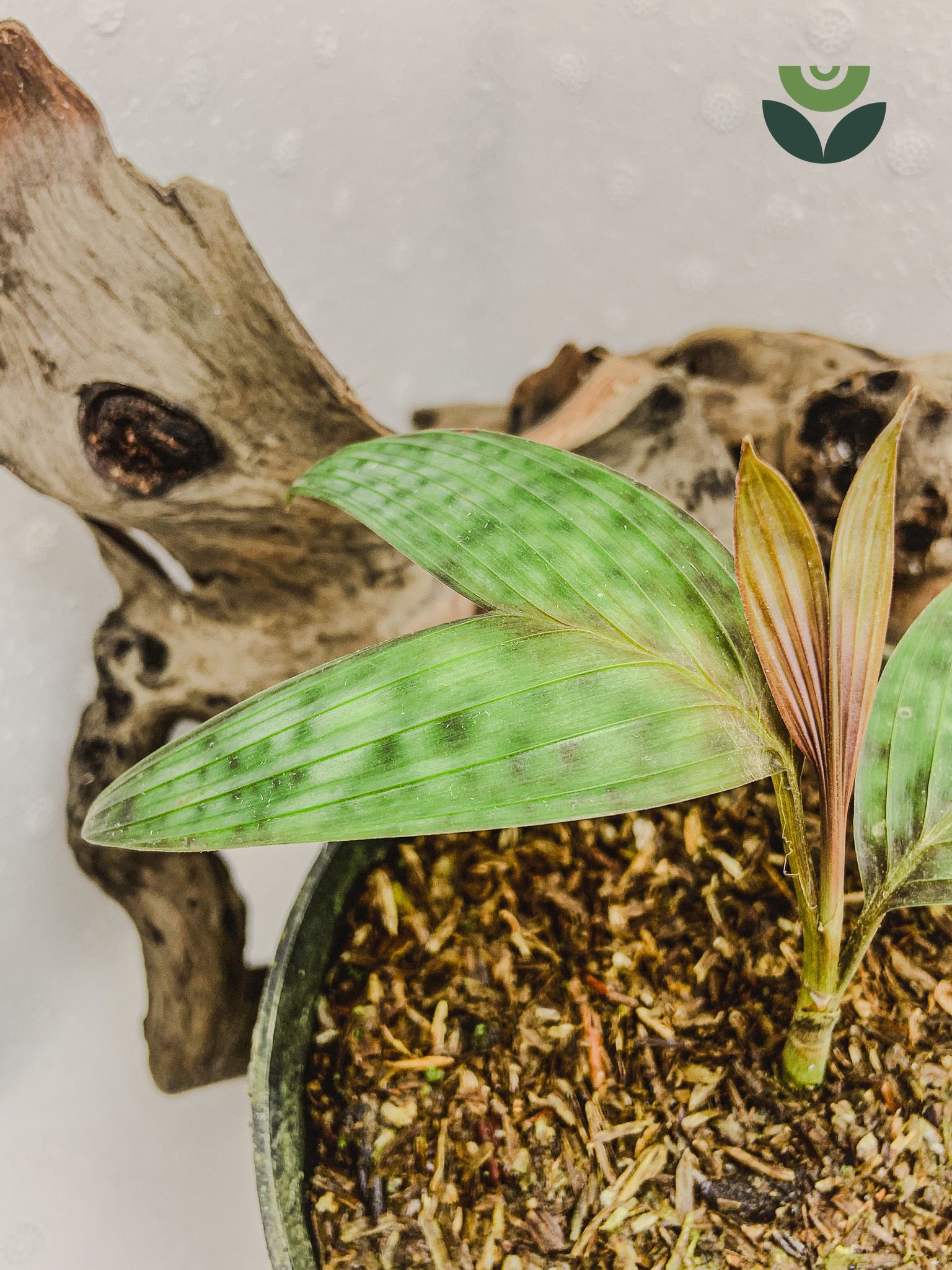 ⁠Pinanga Crassipes