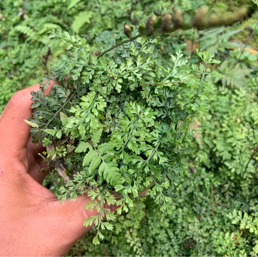 Bolbitis Heteroclita Difformis Mini