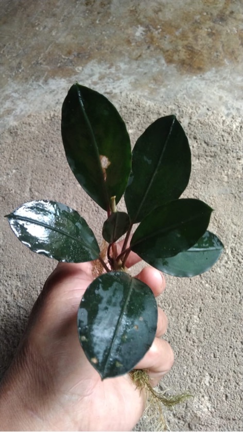 Bucephalandra Dark Africa