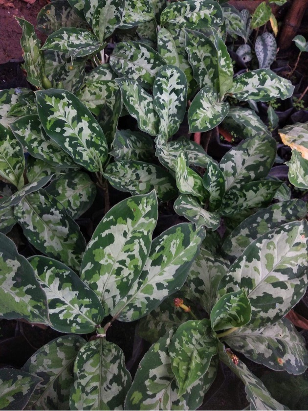 Aglaonema Pictum Tricolor