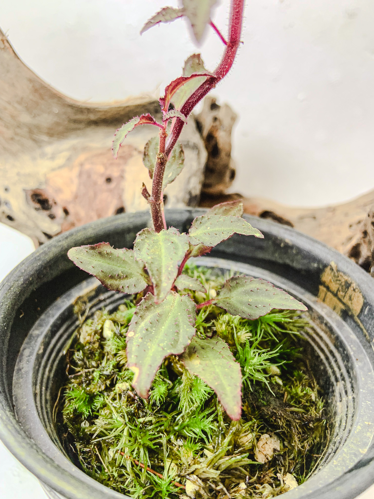 ⁠Sonerila sp. Fuzzy