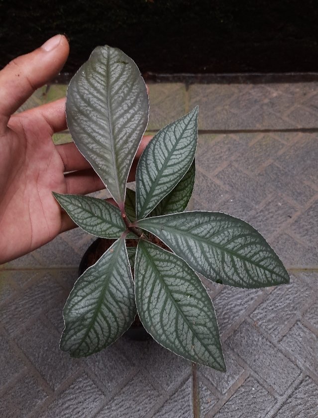 Labisia Exotic Silver