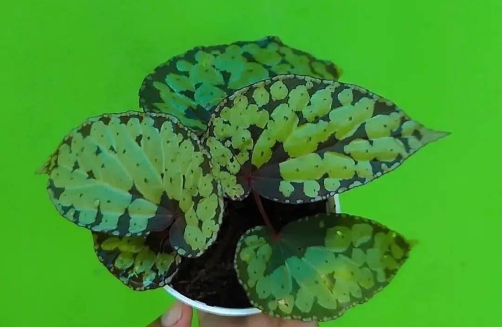 Begonia Butterfly