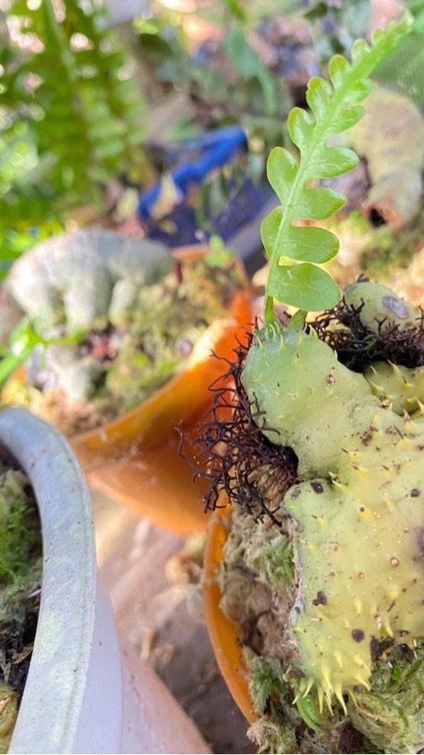 Lecanopteris Holtumii