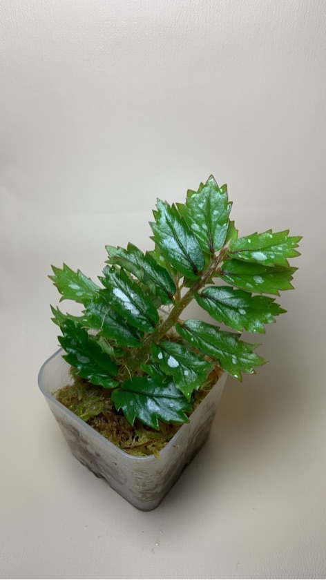 Begonia Wamenaensis