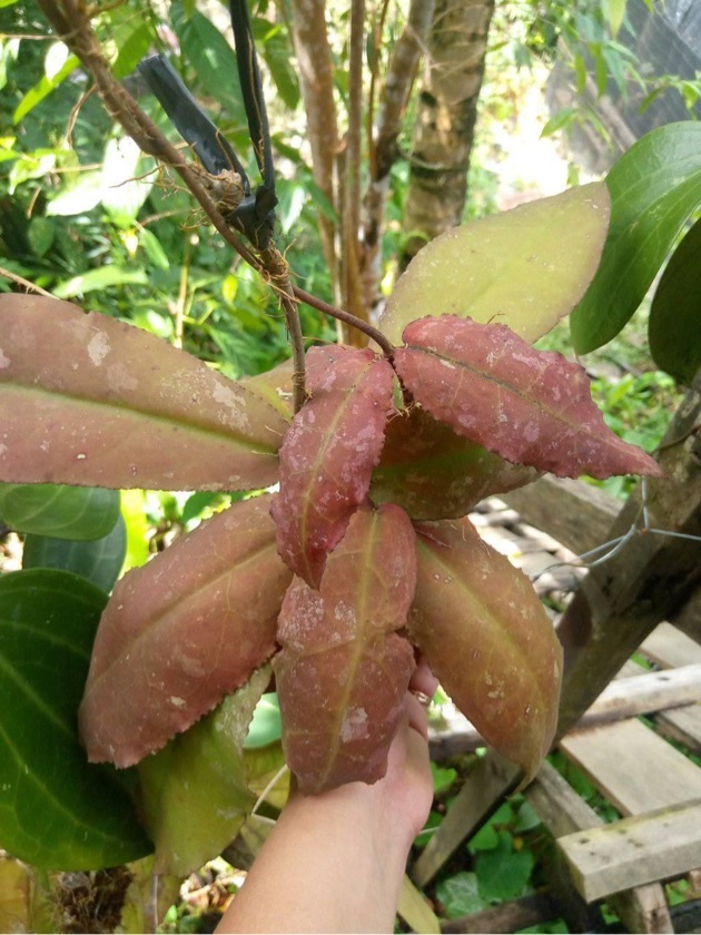 Hoya Undulata