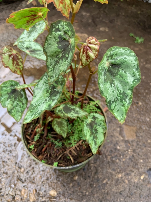 Begonia sp. Type 2