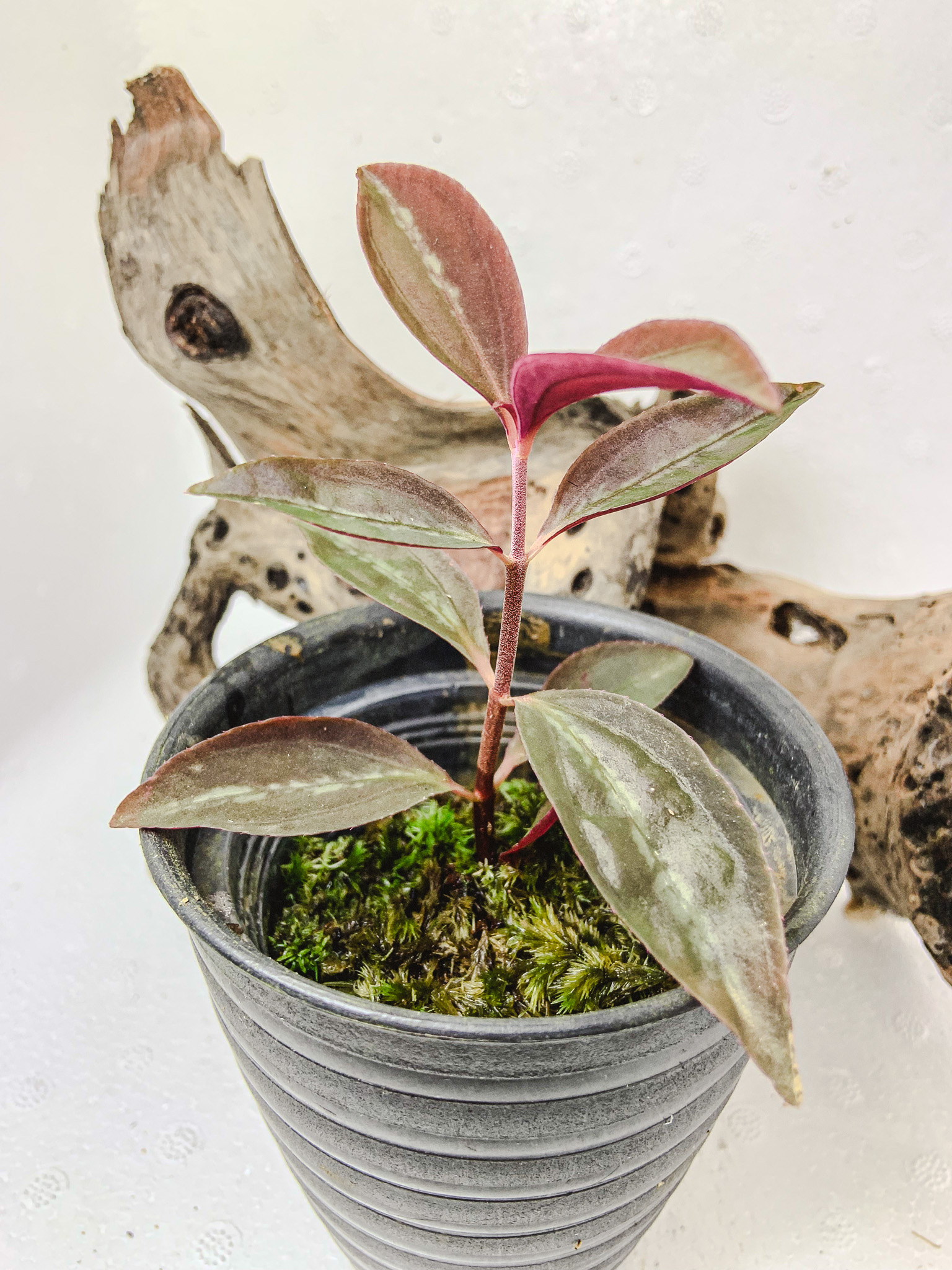 Sonerila sp. Vietnam