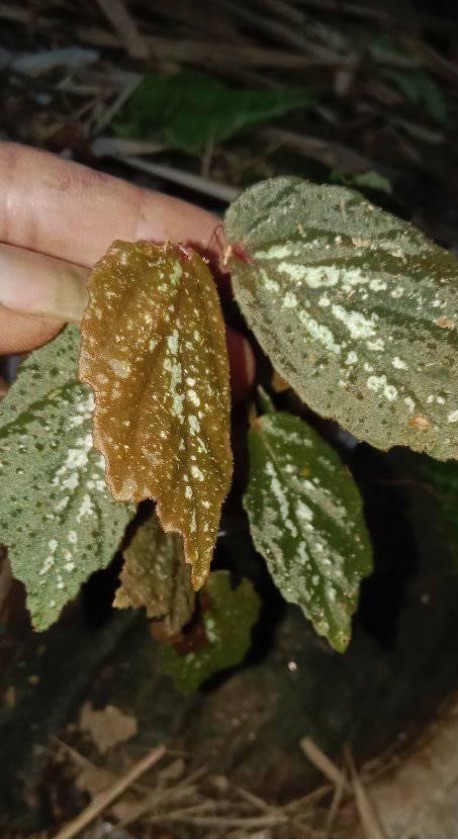 Begonia sp Argentotola
