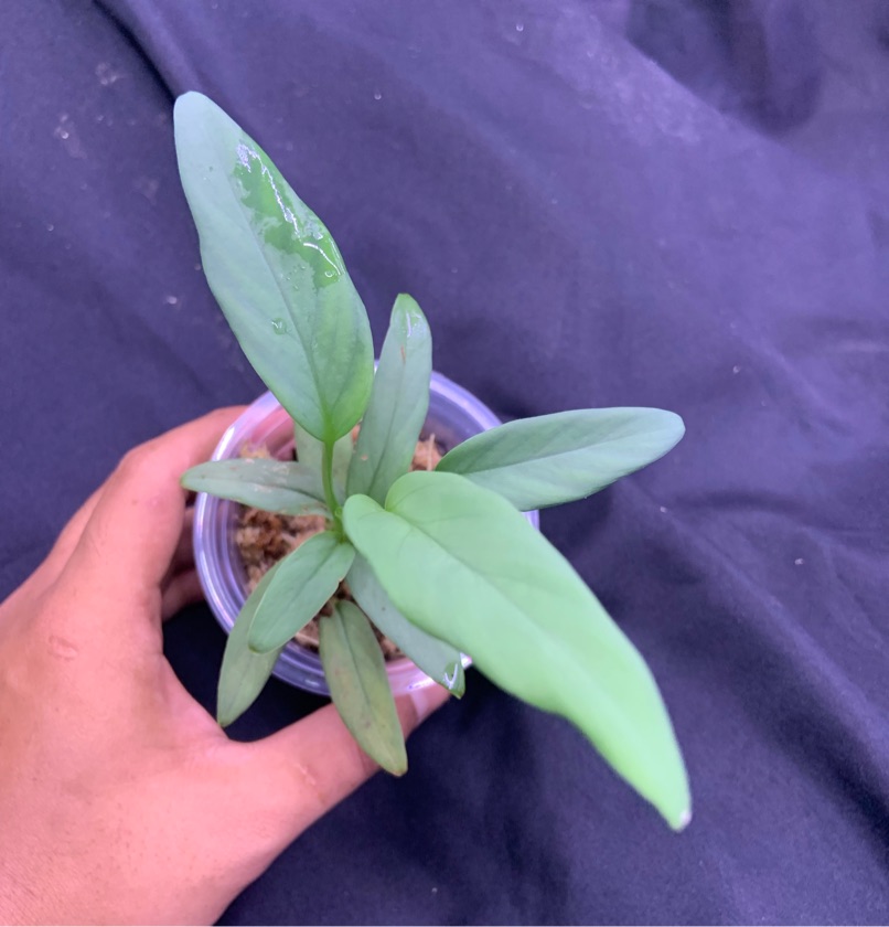 Homalomena Silver Nabire