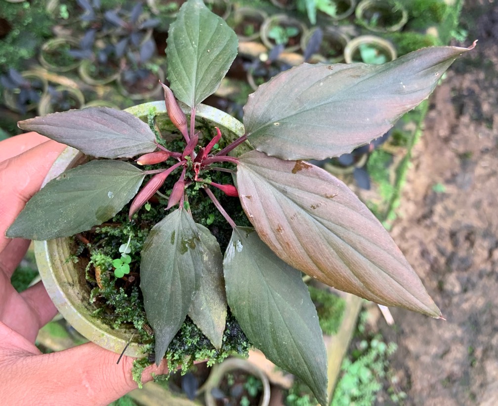 Homalomena Brown Sugar